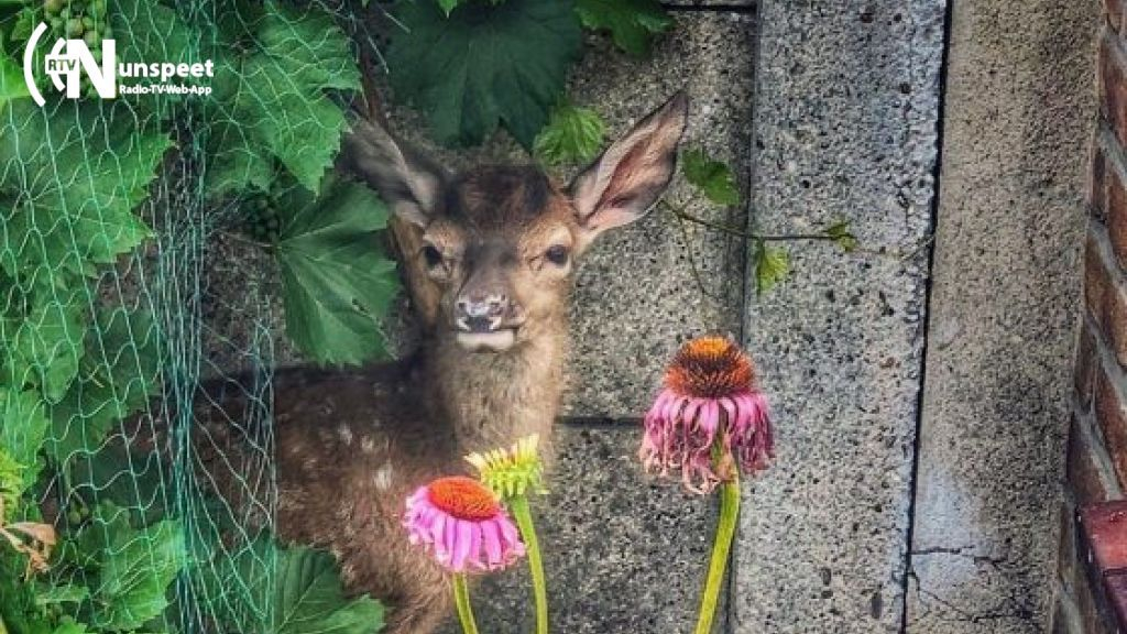 Foto: Ree mag niet in tuin blijven