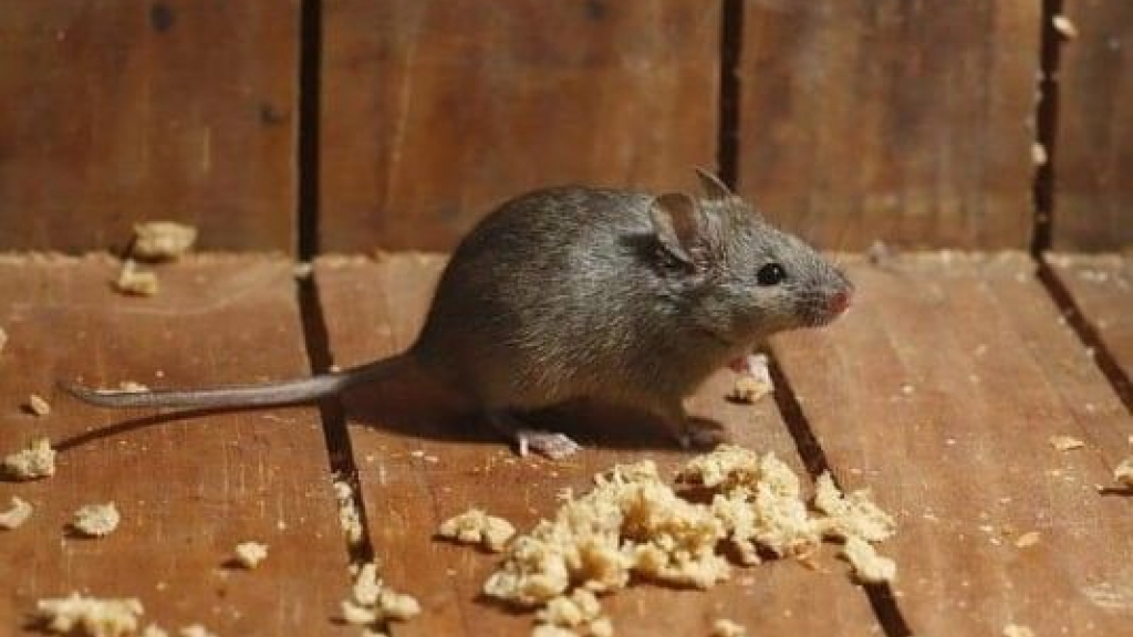 Foto: Het wordt kouder: muizen en ratten zoeken beschutting