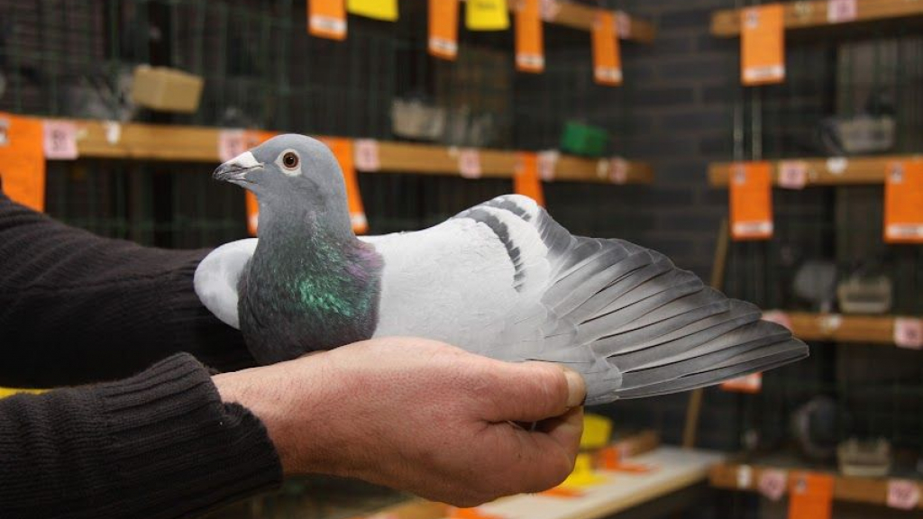 Foto: Bonnenverkoop van de taartduiven