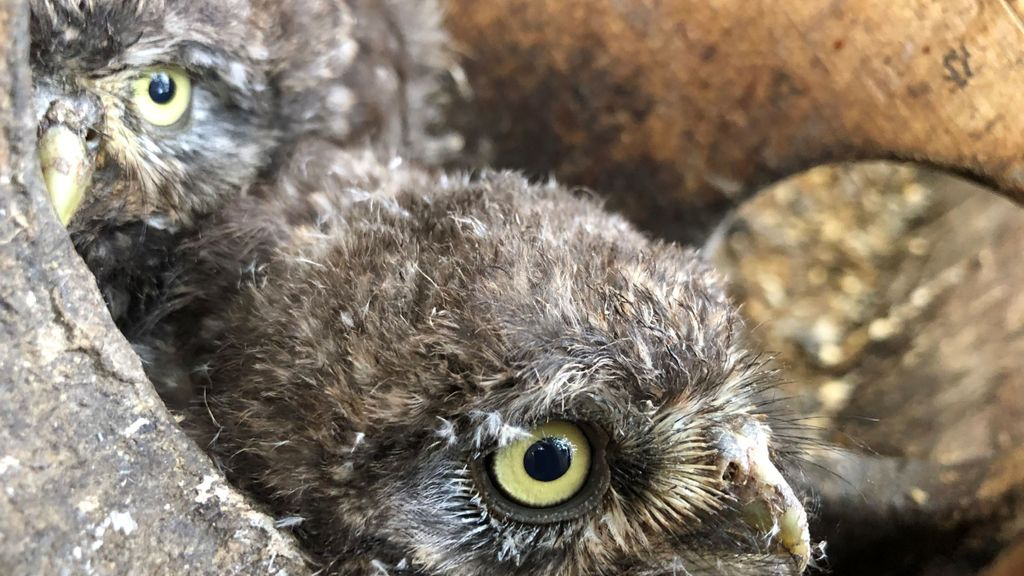 Foto: Vrijwilligers helpen jonge steenuilen op het droge