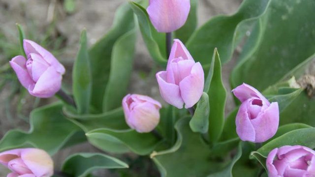 Foto: Tulpenbollenactie Rotary Oldebroek-Elburg