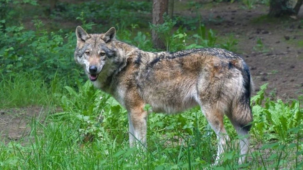 Foto: ‘Nuance in wolvendiscussie is volledig weg’, experts luiden noodklok