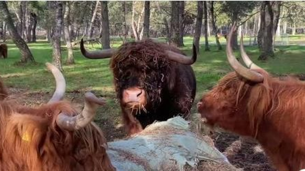 Foto: Vlog Hennie Kokman: Lunchtijd voor de Schotse Hooglanders