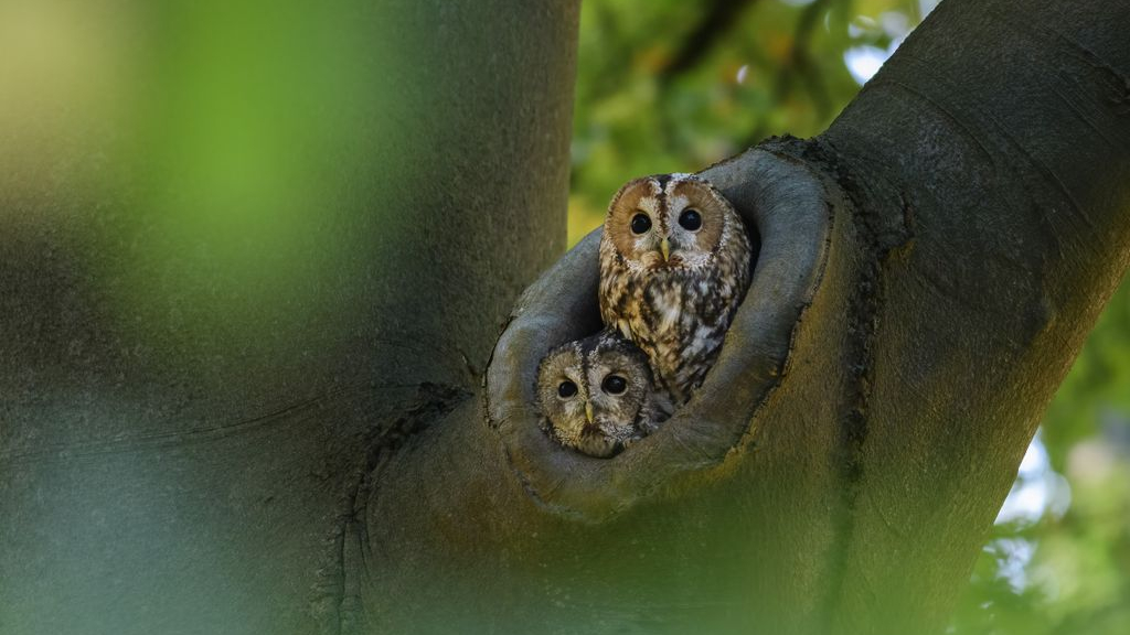 Foto: Natuur in Beeld: Baltsende bosuilen