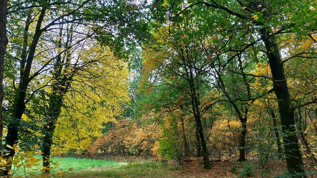 Foto: IVN excursie ‘Kleurrijk Vilsteren’