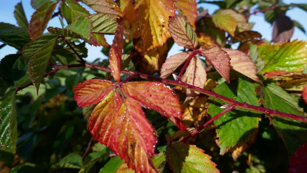 Foto: Begin van de herfst 2022