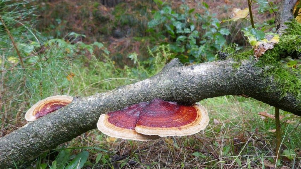 Foto: Vaststelling natuurherstelprogramma’s vertraagd