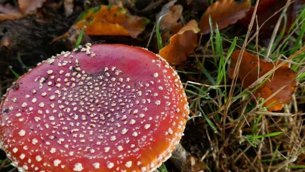 Foto: Herfstspeurtocht