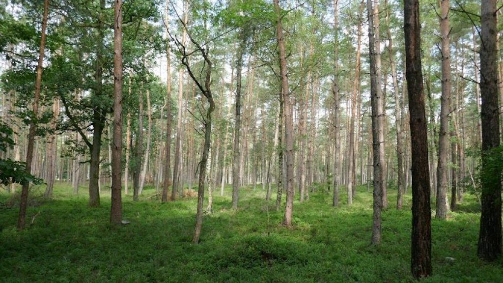 Foto: Ondersteuning voor wie bos wil planten