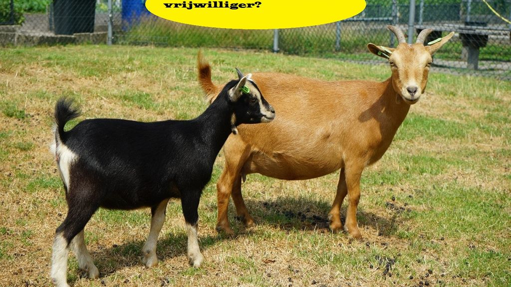 Foto: Kinderboerderij Voskuilerhoeve zoekt vrijwilligers