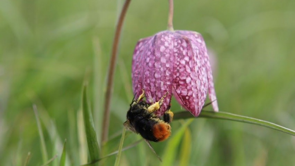 Foto: 10 oktober 2022 – Gastles ‘Zaadbommetjes maken voor bijen’