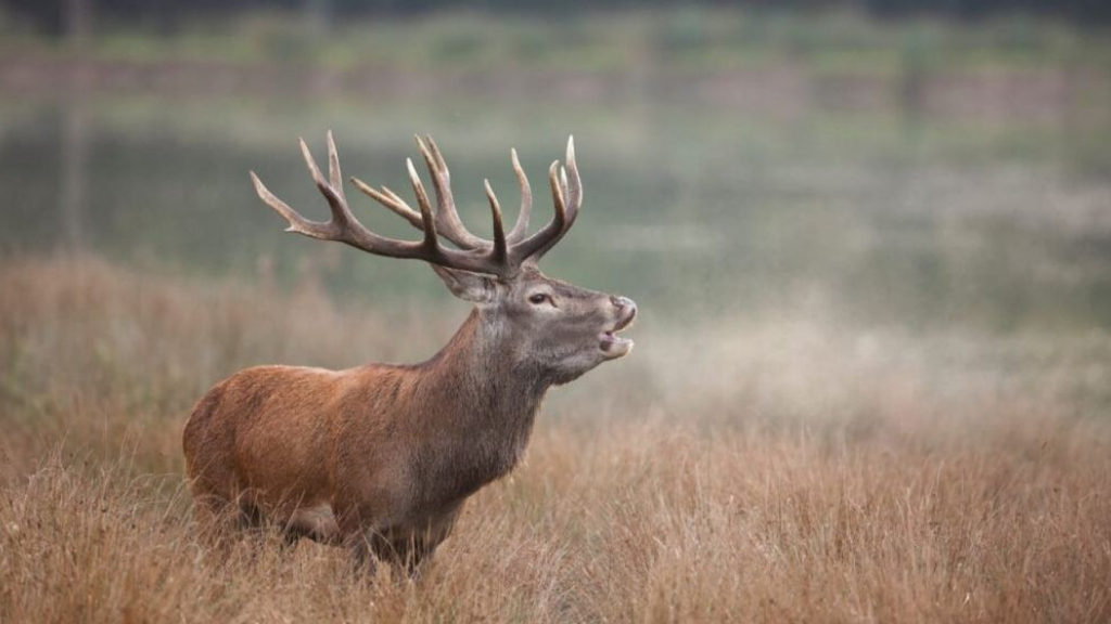 Foto: Beleef de Veluwe op 24 en 25 september