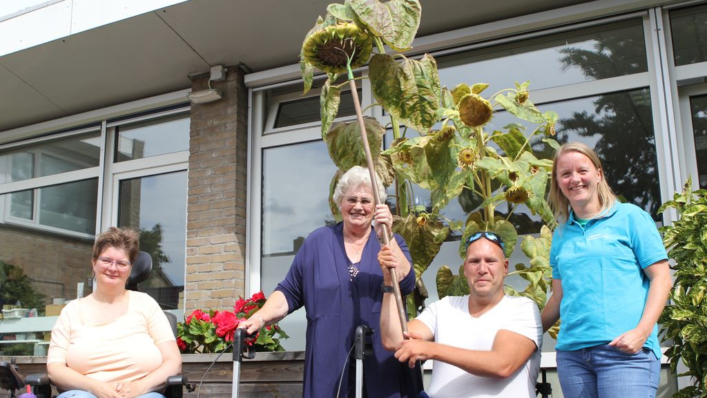 Foto: Zonnebloemenwedstrijd: meting 24 september