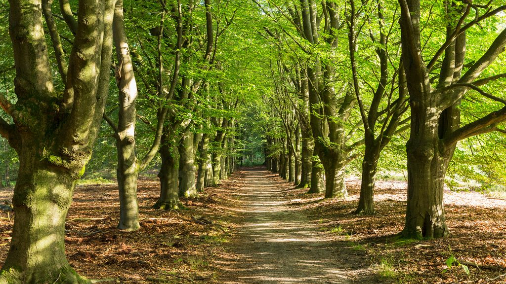 Foto: Cultuurhistorische wandeling De Dellen