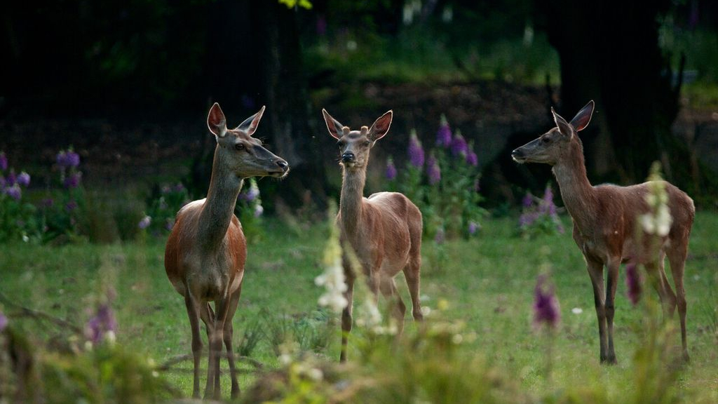 Foto: Wildobservatie De Dellen