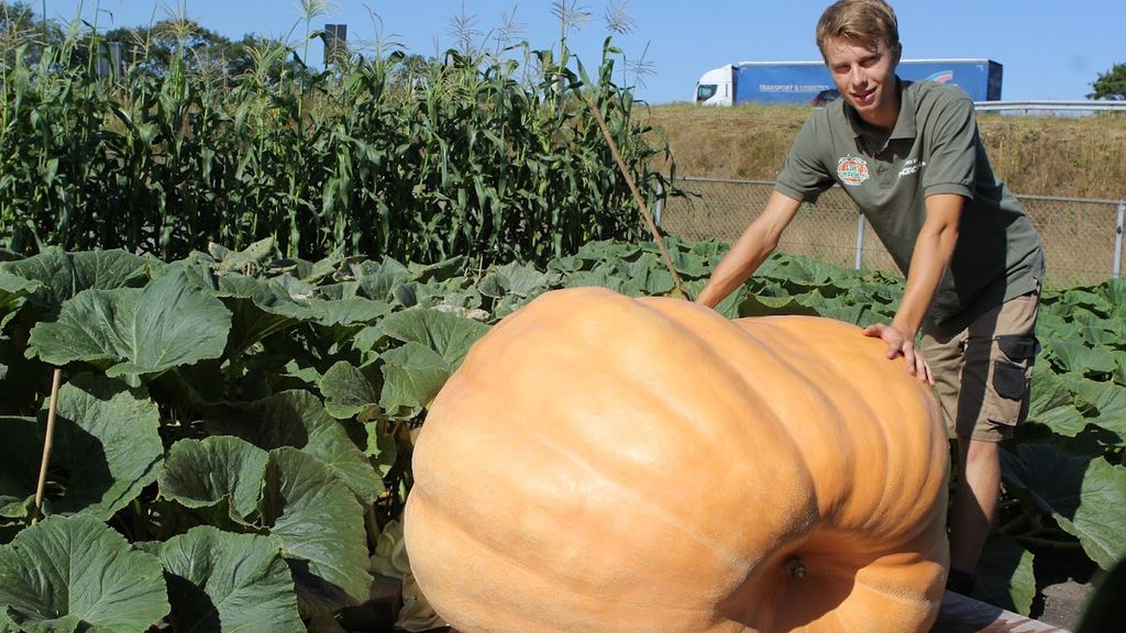 Foto: Gerjan Puttenstein gaat voor de grootste pompoen