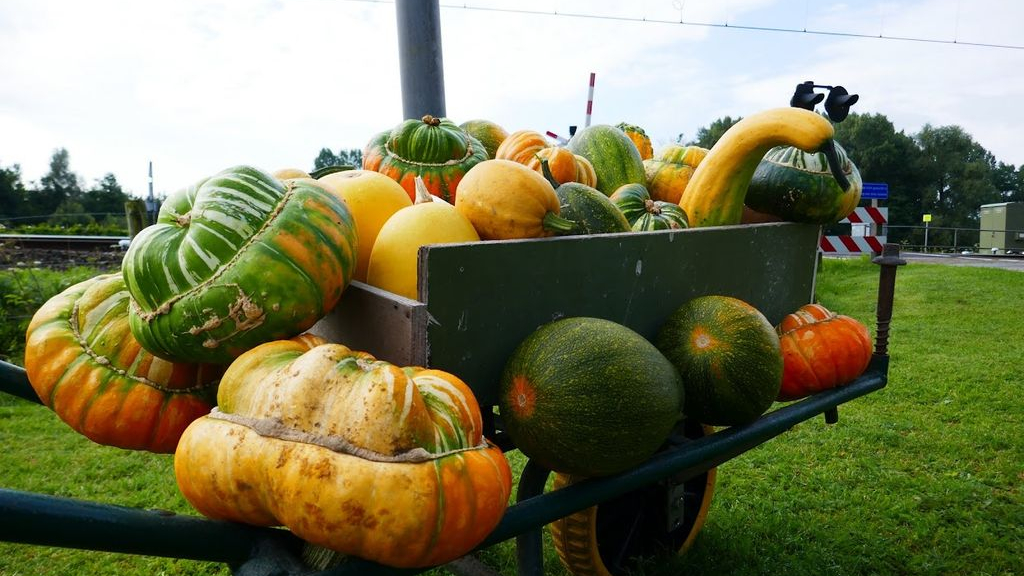 Foto: Pompoenfestival bij Fruittuin Verbeek in Oldebroek