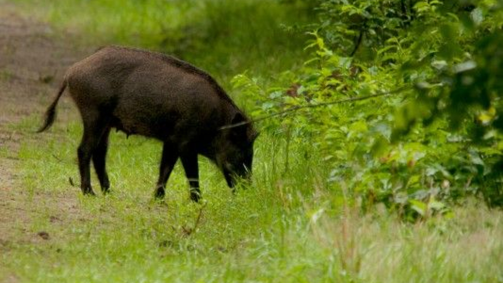Foto: Wildobservatie De Dellen