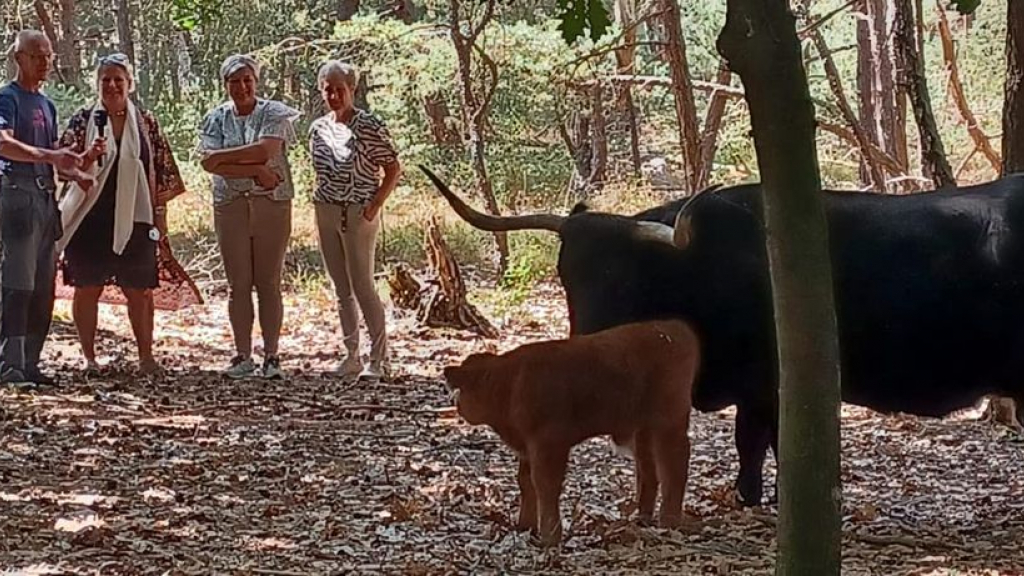 Foto: Stierkalfje van Schotse Hooglanders krijgt bijnaam van Arie Mulder