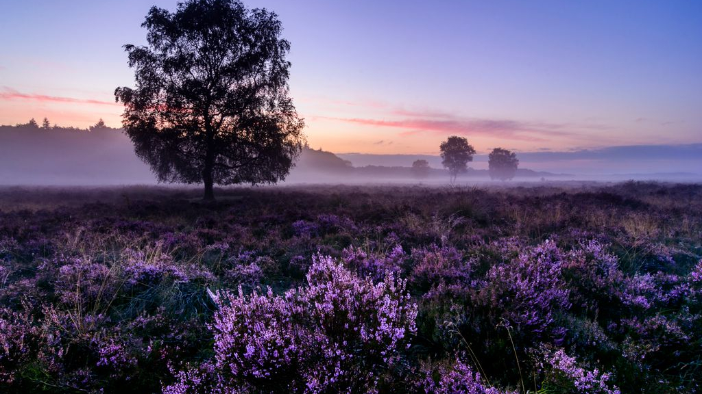 Foto: Natuur in beeld - De heide bloeit weer!