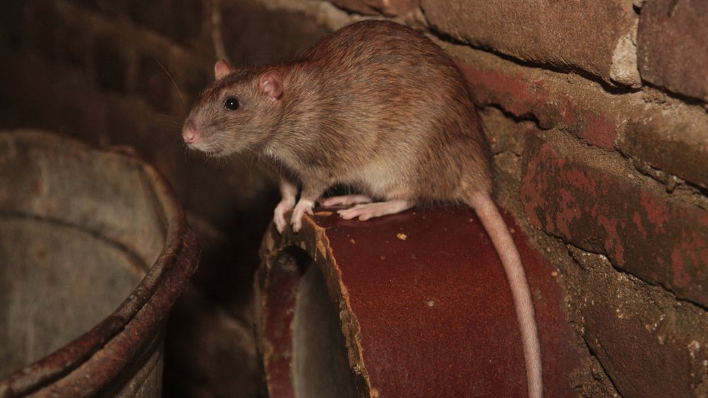 Foto: Voorkom overlast ratten