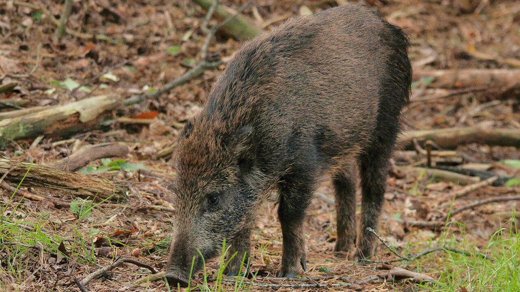 Foto: Wildobservatie De Dellen