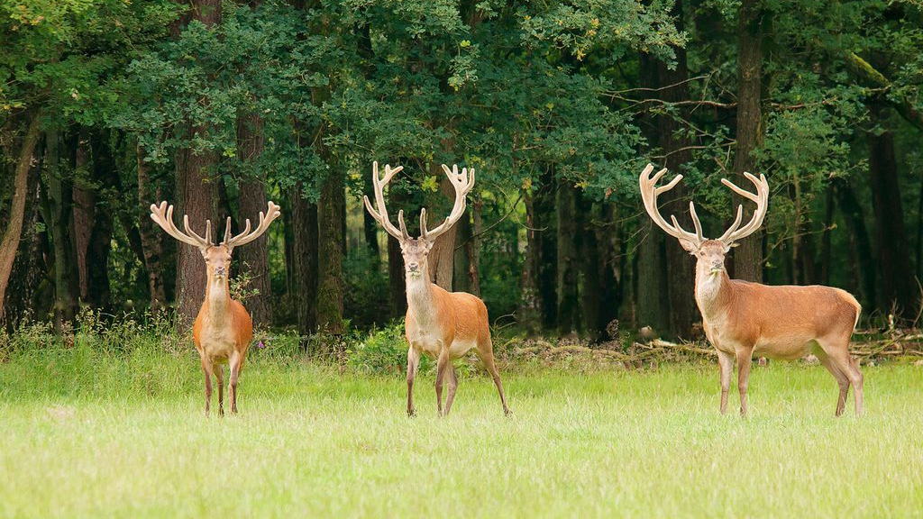 Foto: Wildobservatie De Dellen