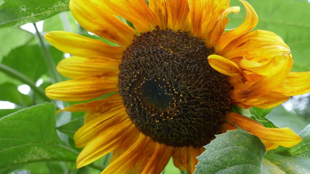 Foto: Overal zonnebloemen