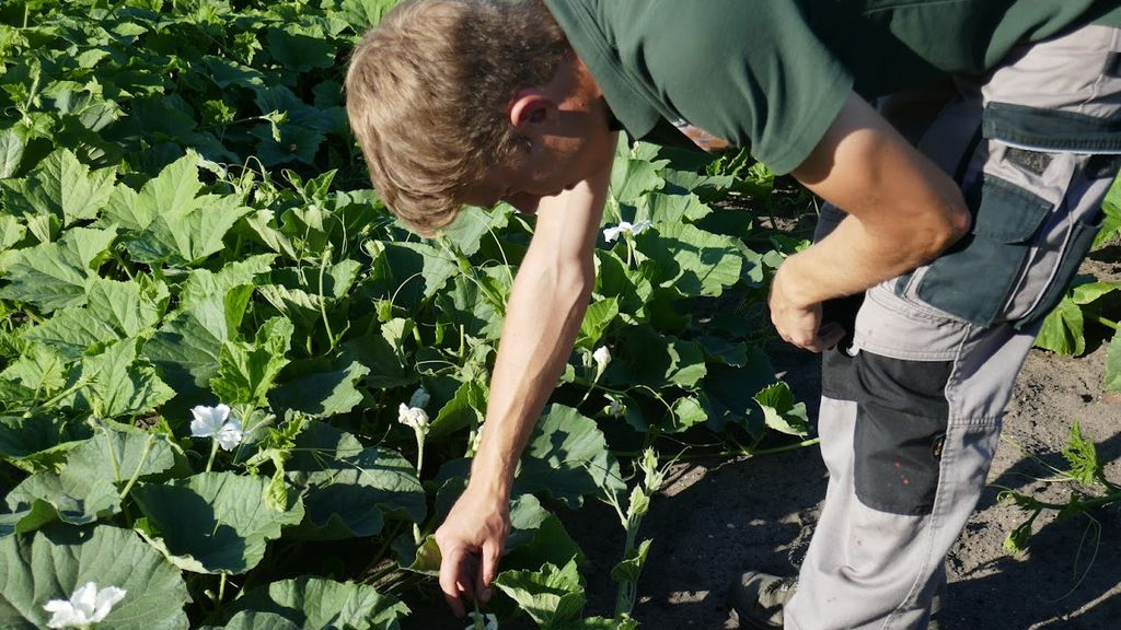 Foto: Pompoenen van Gerjan Puttenstein