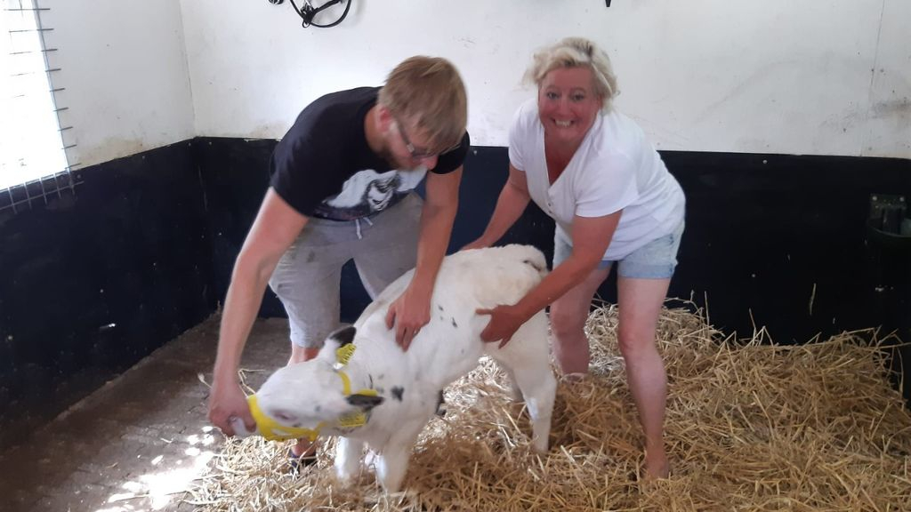 Foto: Zorgboerderij Je Maintiendrai verrast met vaarskalf