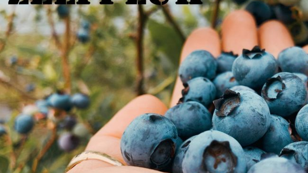 Foto: Morren's blauwe bessen pluktuin is weer open