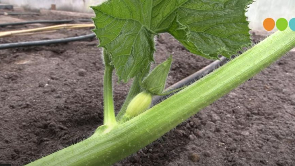 Foto: Het kweken van de reuzepompoen: deel 3
