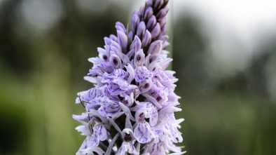 Foto: Orchideeënwandeling Tongerense Heide en Wisselse Veen