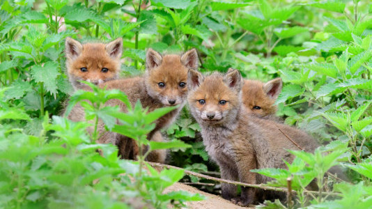 Foto: Natuur in beeld - Jonge vosjes naar buiten!