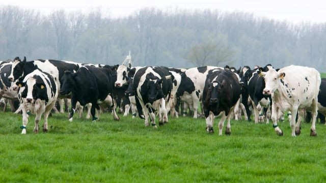 Foto: Subsidie voor Gelderse veehouder om stikstofuitstoot te verminderen