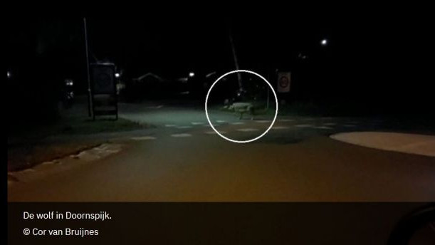 Foto: Cor stond al twee keer oog in oog met een wolf: 'Ik kneep 'm wel even'