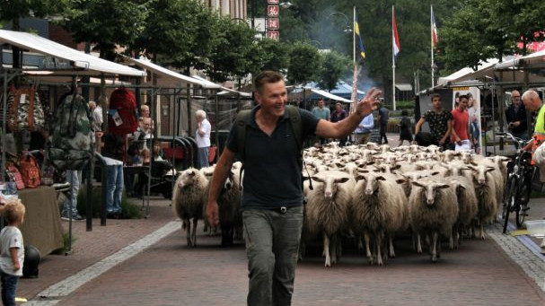 Foto: De schapen worden weer geschoren in Heerde tijdens Hessendag