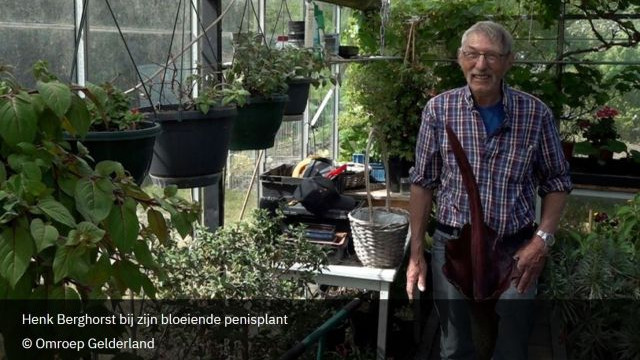 Foto: Henk uit 't Harde heeft een bloeiende penisplant: 'Hij ruikt naar rotte vis'