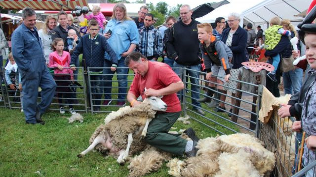 Foto: Schaapscheerdersfeest Boerderijmuseum