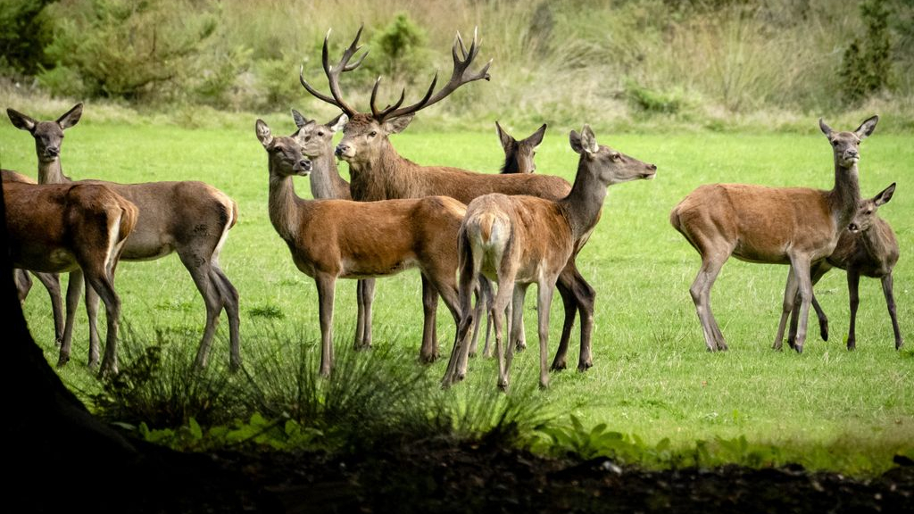 Foto: Toerisme op de Veluwe moet groeien, maar wel duurzaam