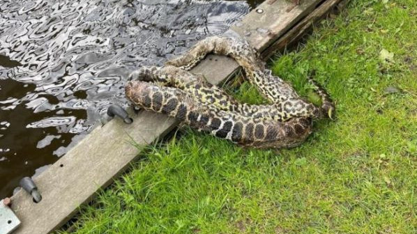 Foto: Dwerganaconda gevonden in de haven van Elburg