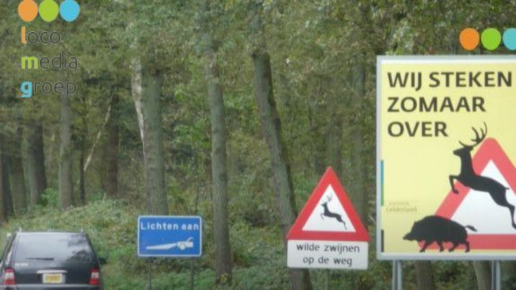 Foto: Aanrijdingen met wild