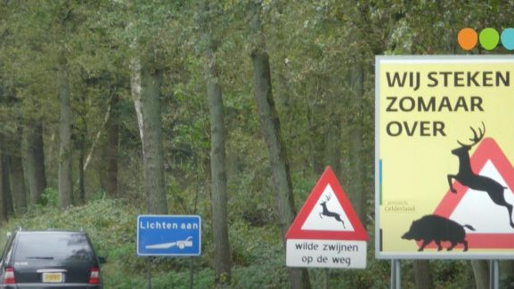 Foto: Aanrijdingen met wild