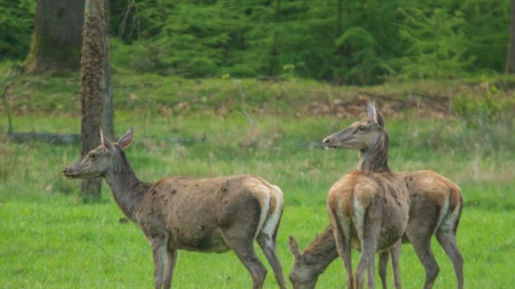 Foto: Wildobservatie De Dellen
