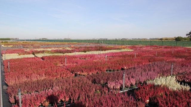 Foto: Robert Soesman over 'Doorgroeien in de boomkwekerij'