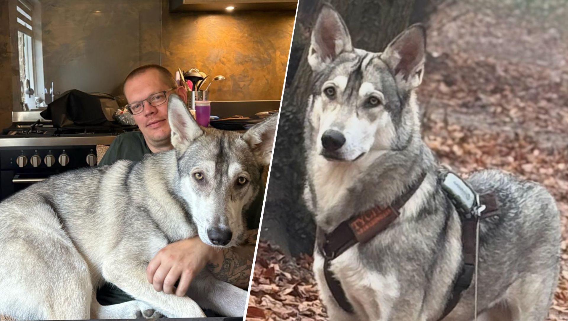 Foto: ‘Is dat een wolf?!’ Hond Tycho zorgt voor verwarring