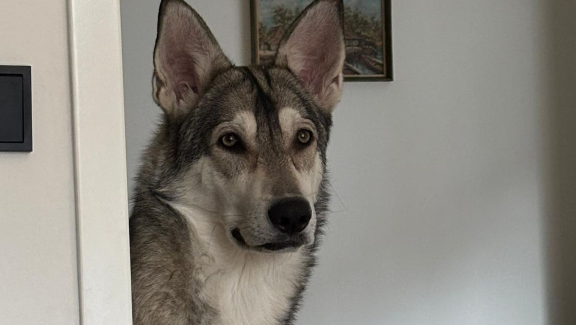 Foto: ‘Is dat een wolf?!’ Hond Tycho zorgt voor verwarring