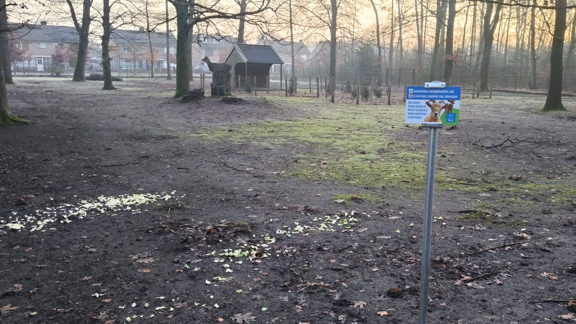 Foto: Herten weg na overlast, bezoekers voeren alsof ze er nog zijn