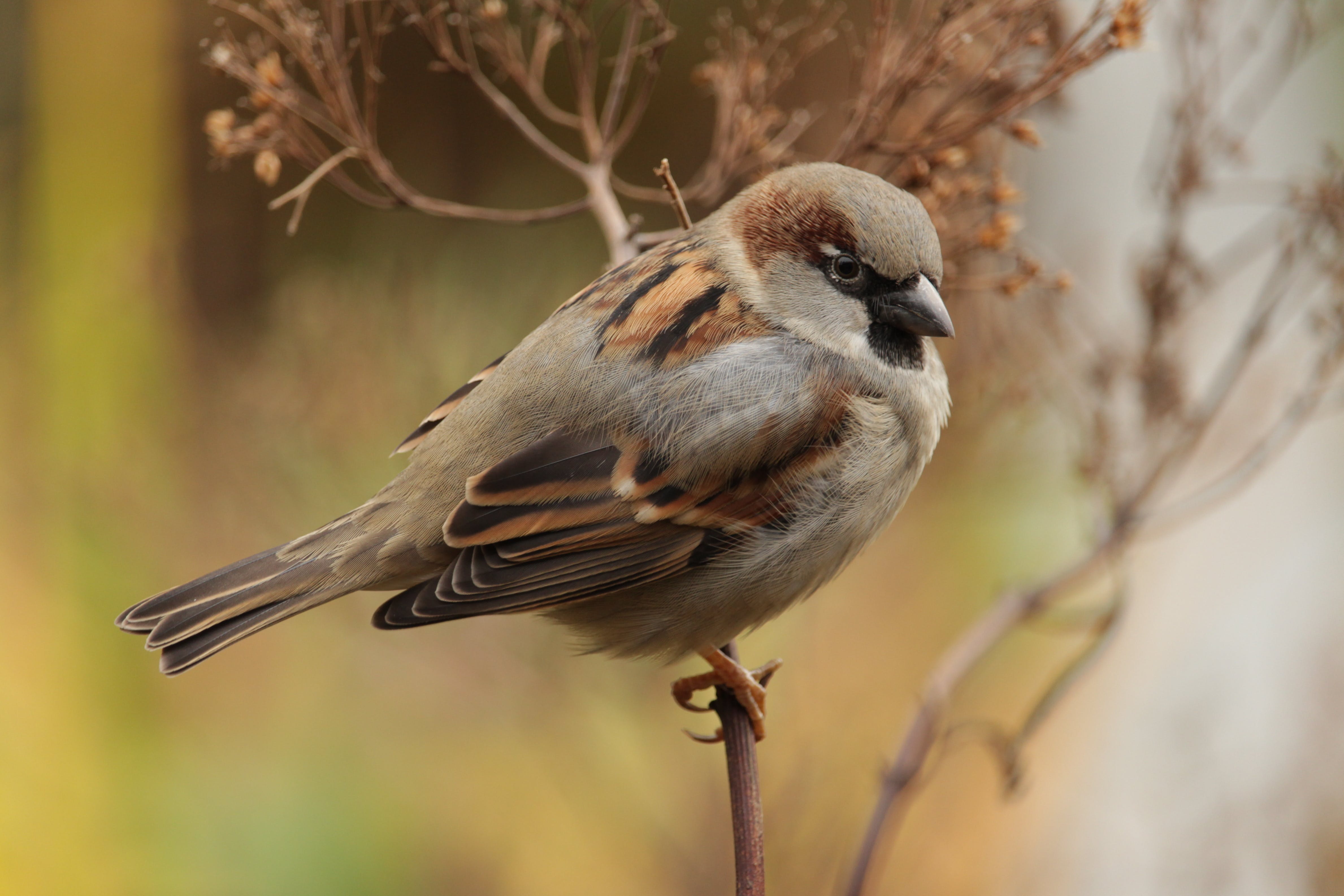 Foto: Dit zijn de meest getelde vogels in Nijkerk en Barneveld bij de Nationale Tuinvogeltelling