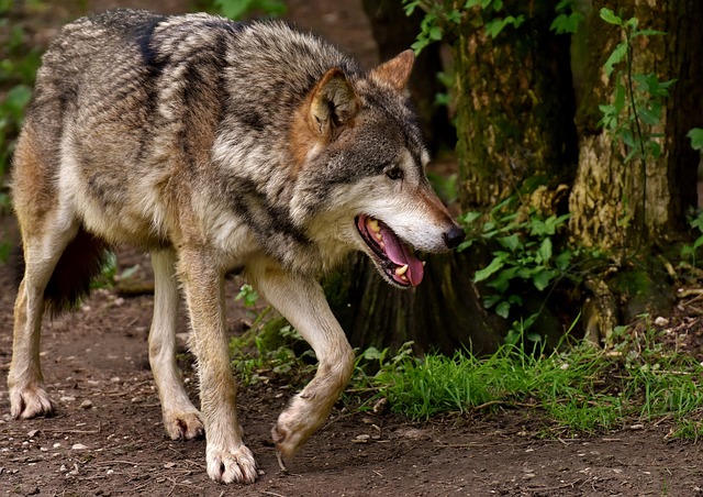 Foto: Tijdelijke subsidie voor afrastering tegen wolven